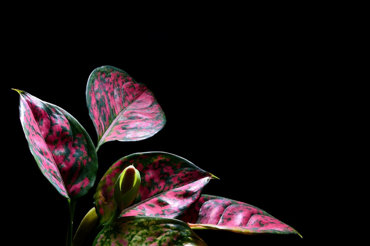 BandPhoto_8780976079.jpg : 아글라오네마_엔젤