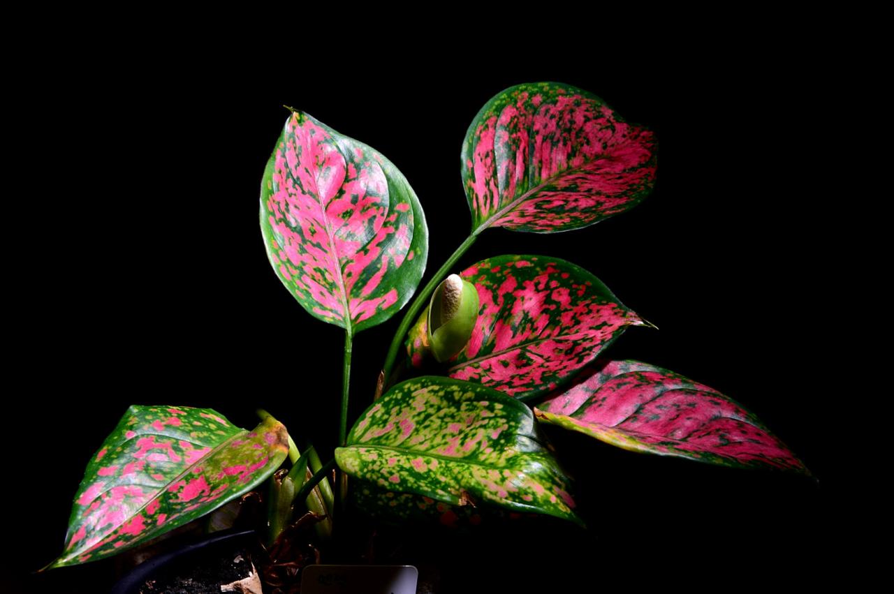 BandPhoto_8780976077.jpg : 아글라오네마_엔젤