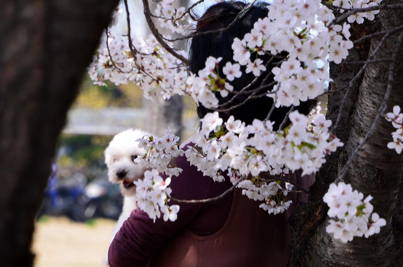 BandPhoto_5681677965.jpg : 캠퍼스의  봄