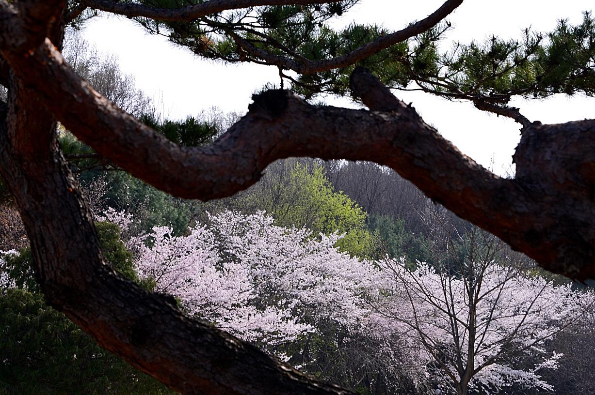 BandPhoto_5681677946.jpg : 캠퍼스의  봄