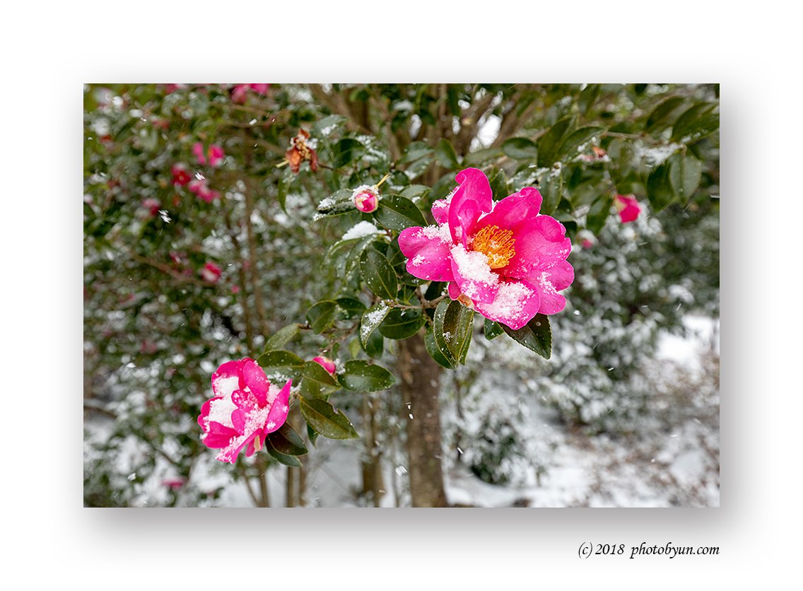 649A8882-편집.jpg : 동백꽃