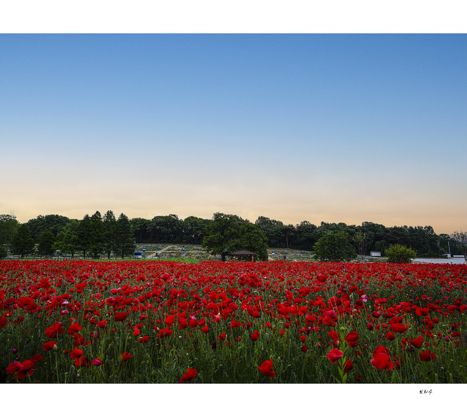 _DSF0066-2 복사.jpg : 양귀비