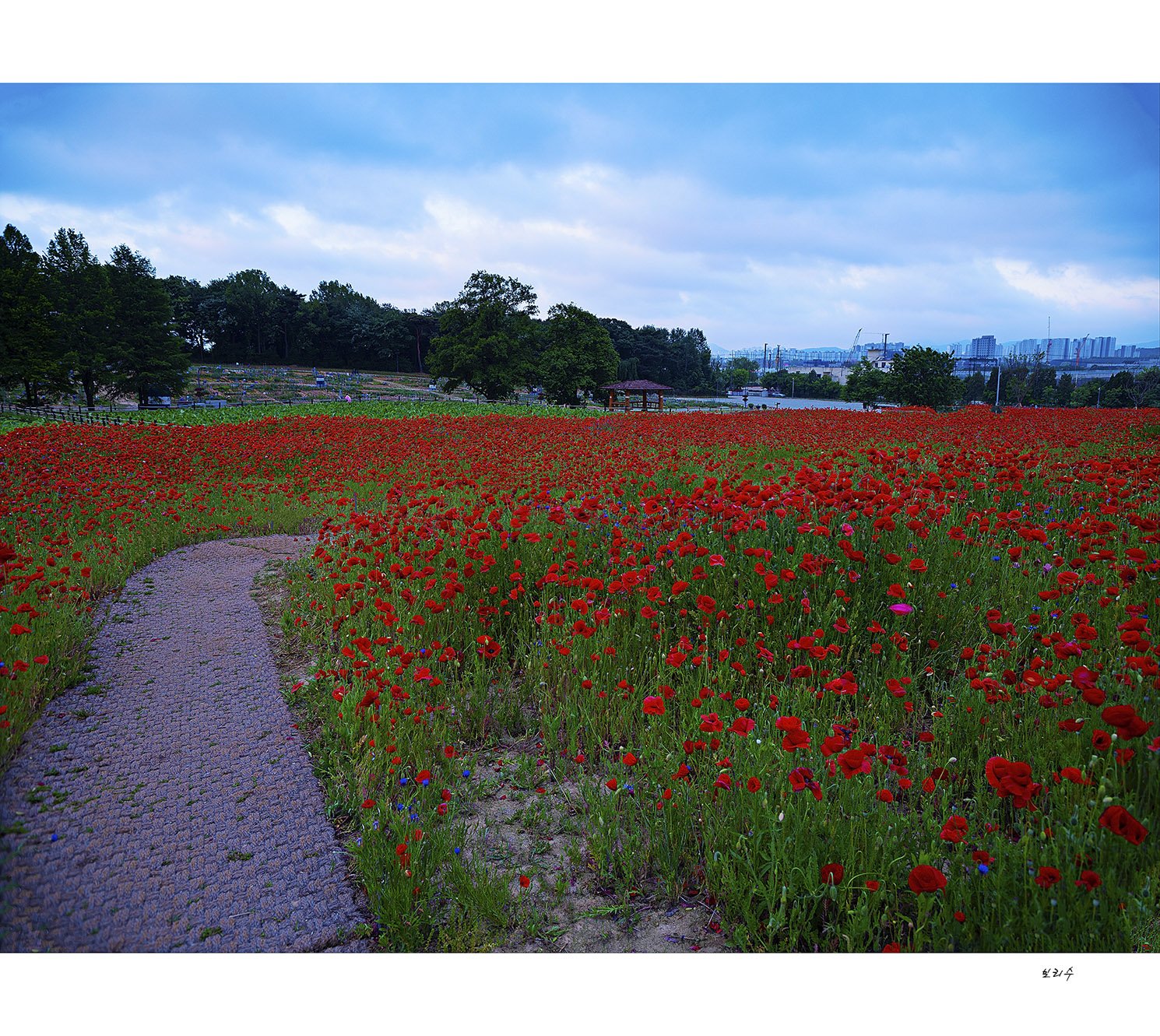 _DSF0097 복사.jpg : 양귀비