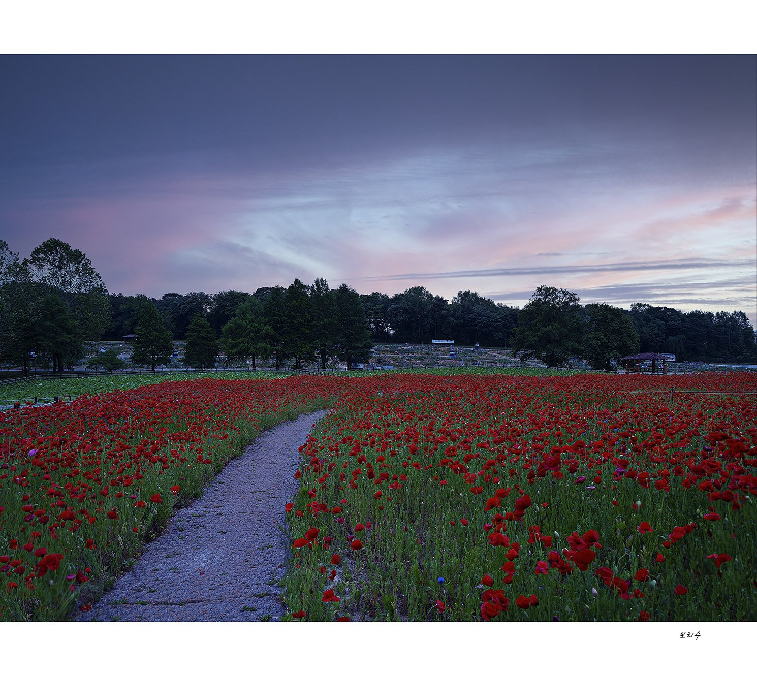 _DSF0092 복사.jpg : 양귀비