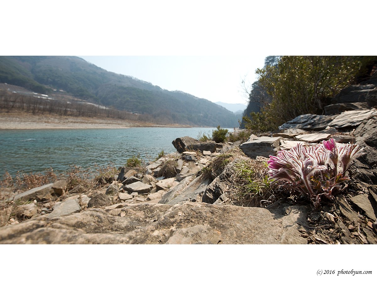 Q23C6757.jpg : 동강할미꽃