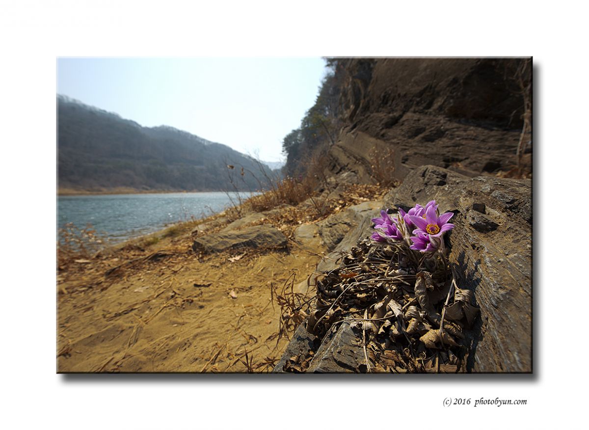 Q23C6639.jpg : 동강할미꽃