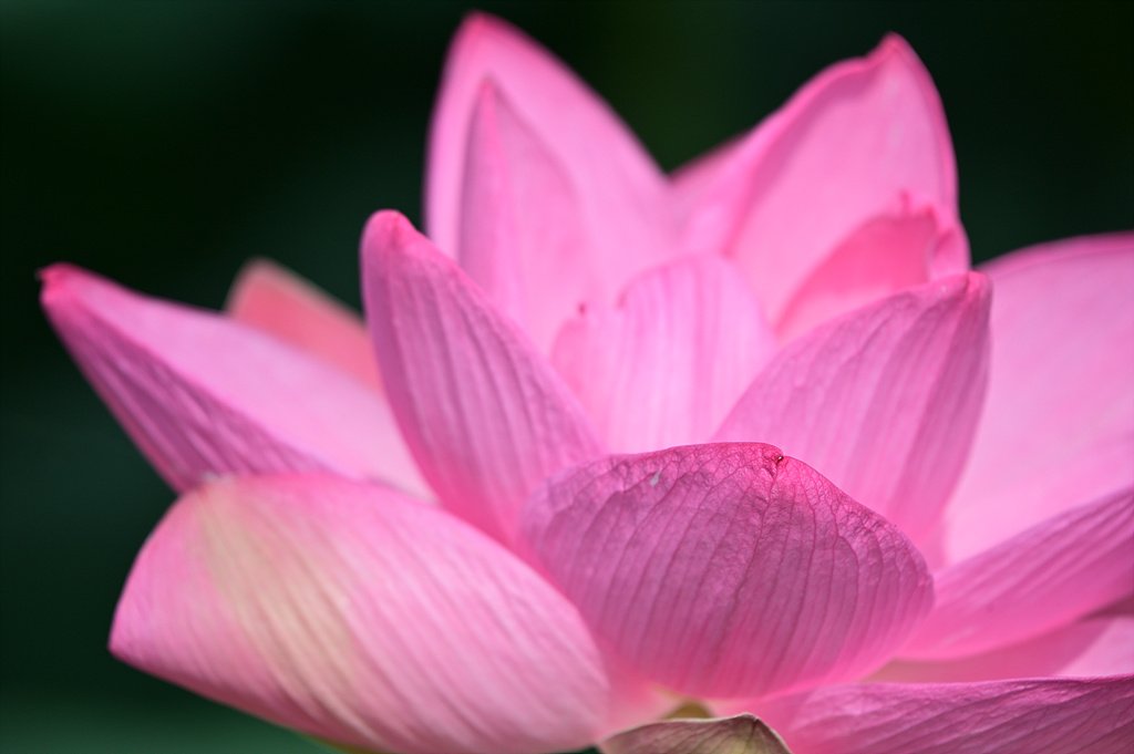 _DSC5104_00001.jpg : 세미원 소식