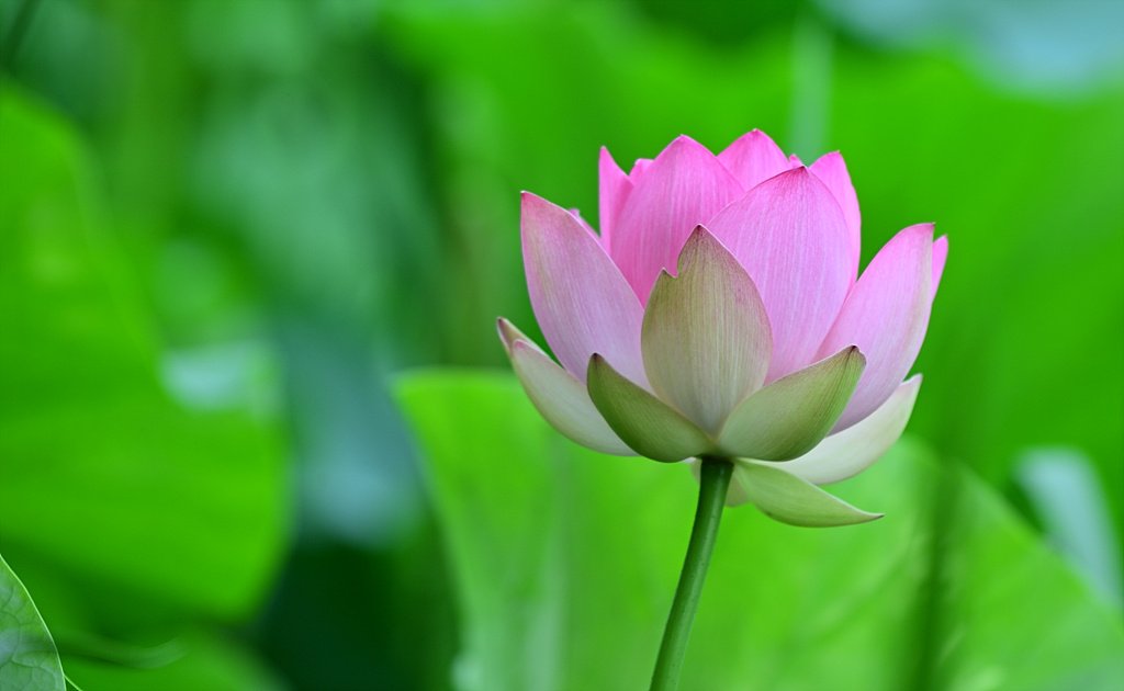 _DSC5100_00001.jpg : 세미원 소식