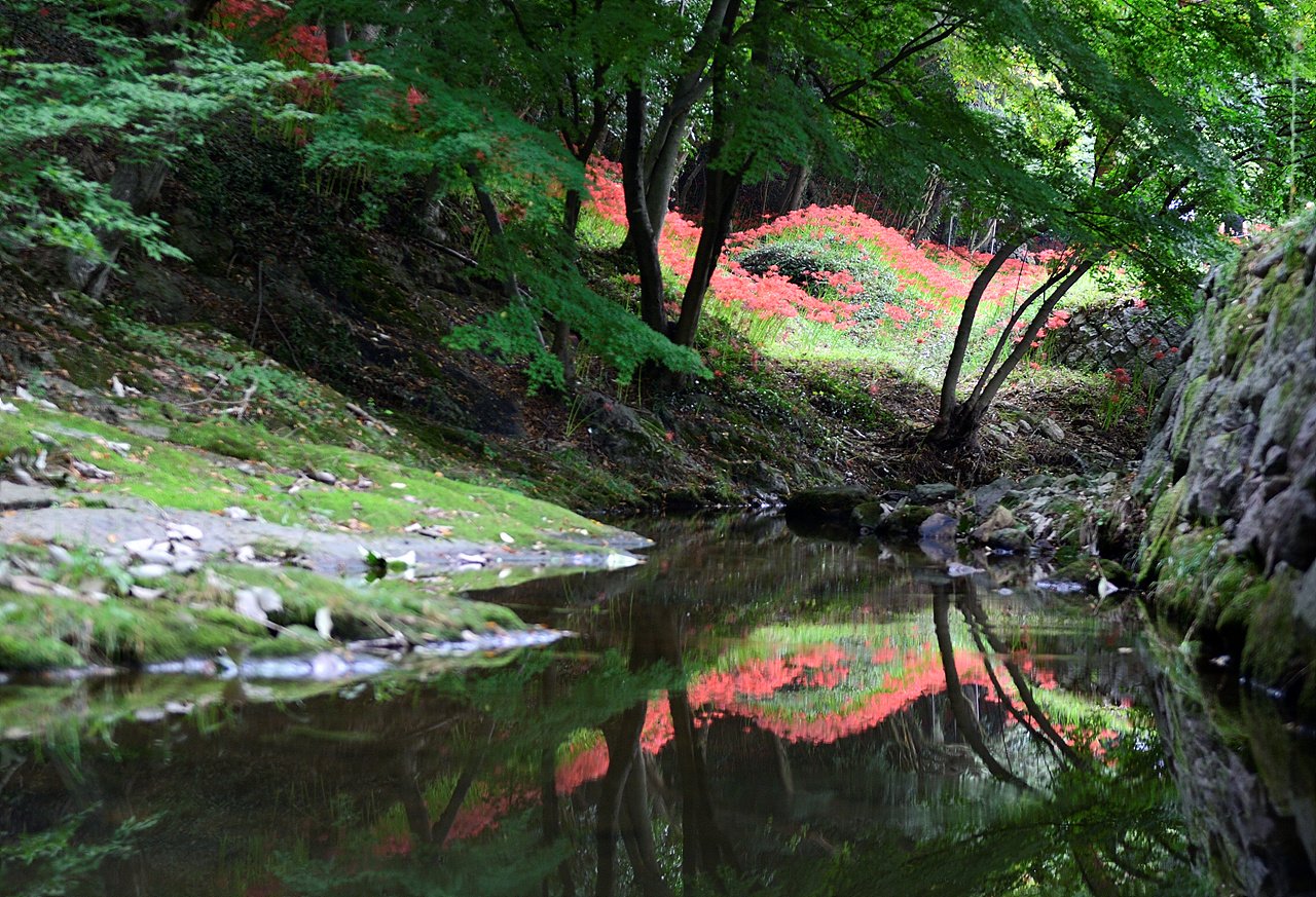 _DSC0647_01.jpg : 불갑사 꽃무릇