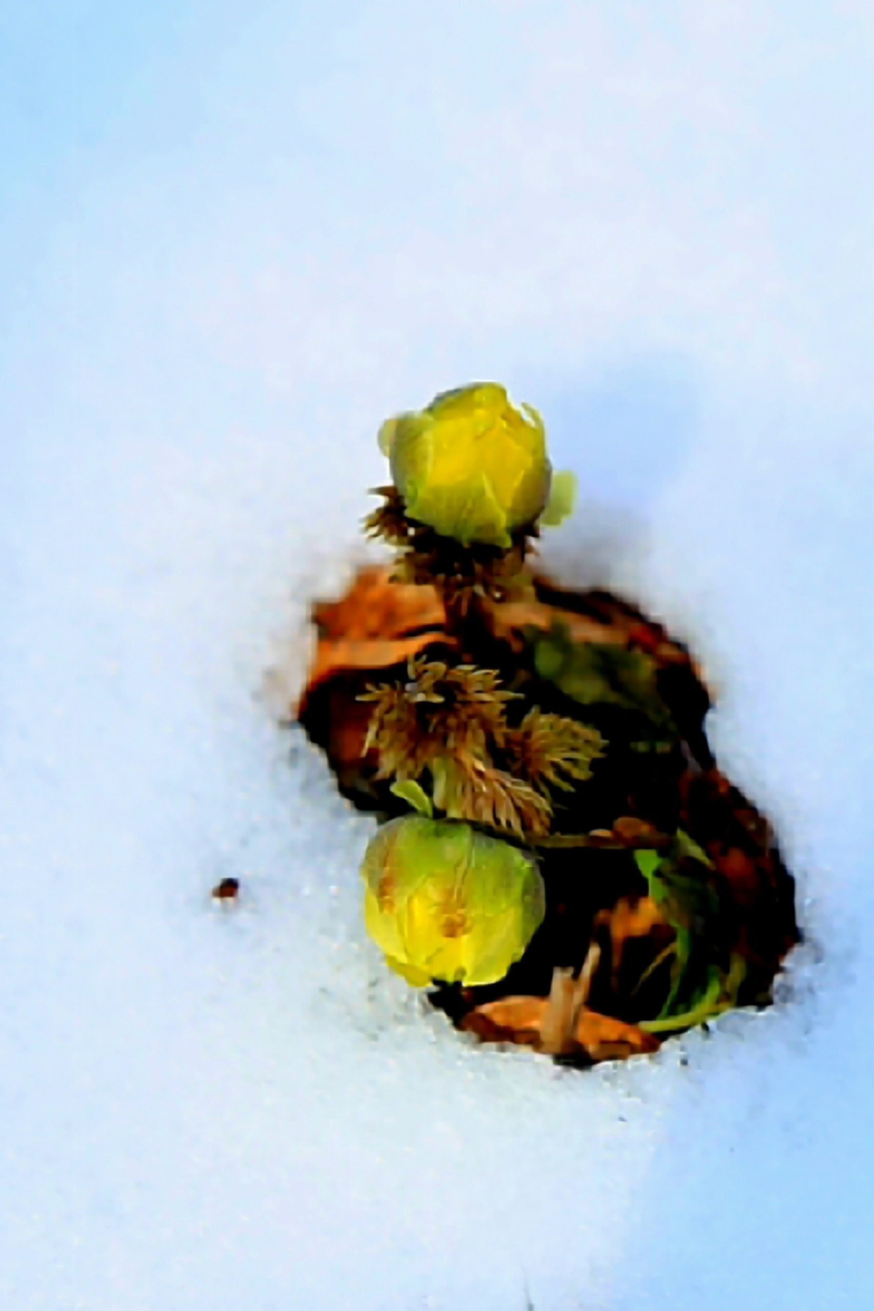 IMG_2019.JPG : 복수초