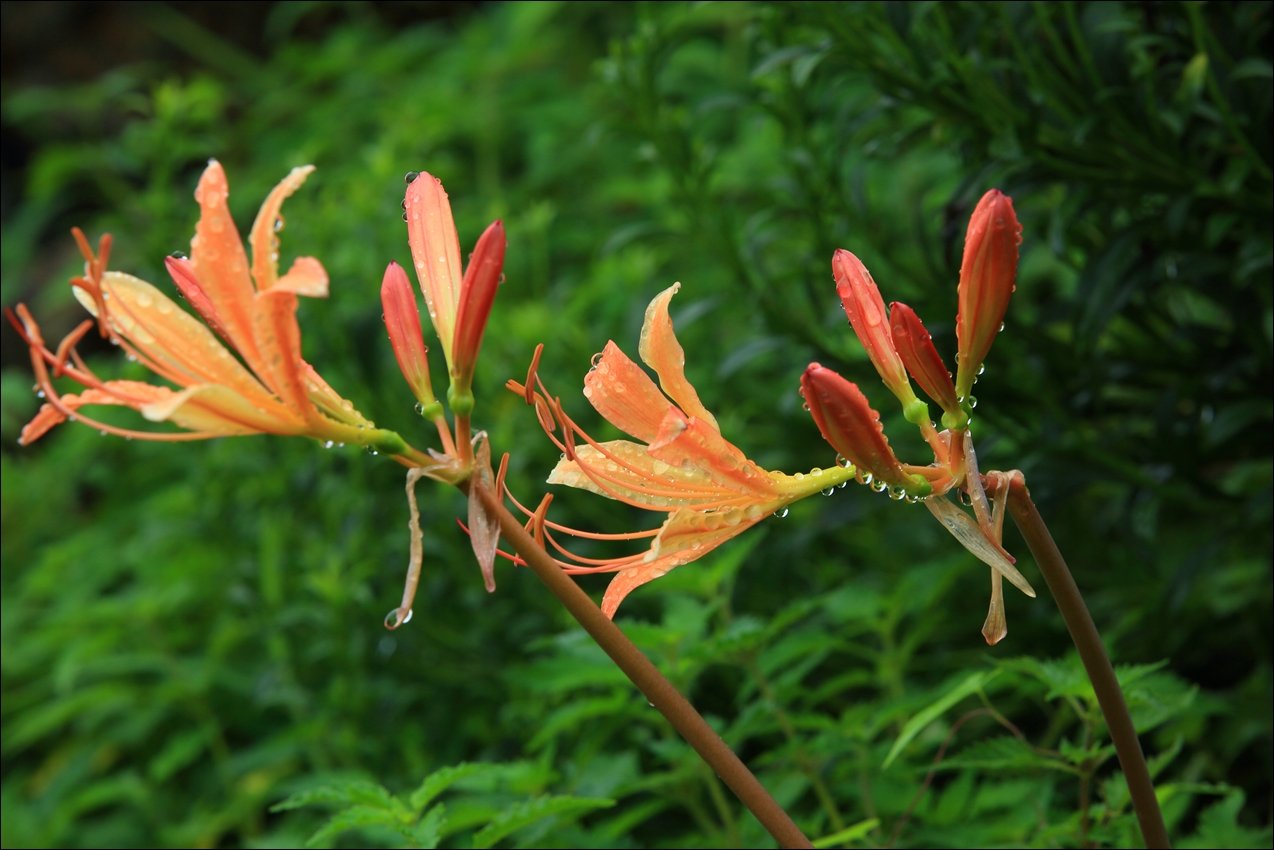 DPP_0016.JPG : 상사화