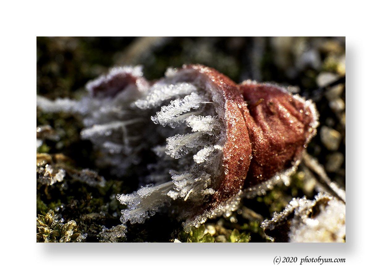 649A9719-편집.jpg : 얼음꽃