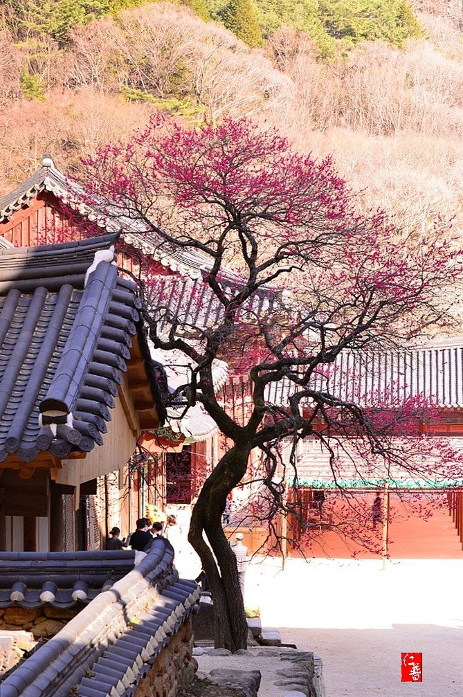 IMG_20200322_055143.jpg : 산사에 핀 흑매화