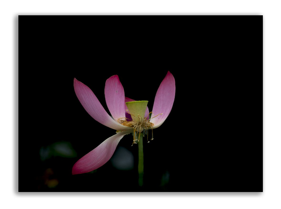 DSC_4359 @.jpg : 연꽃