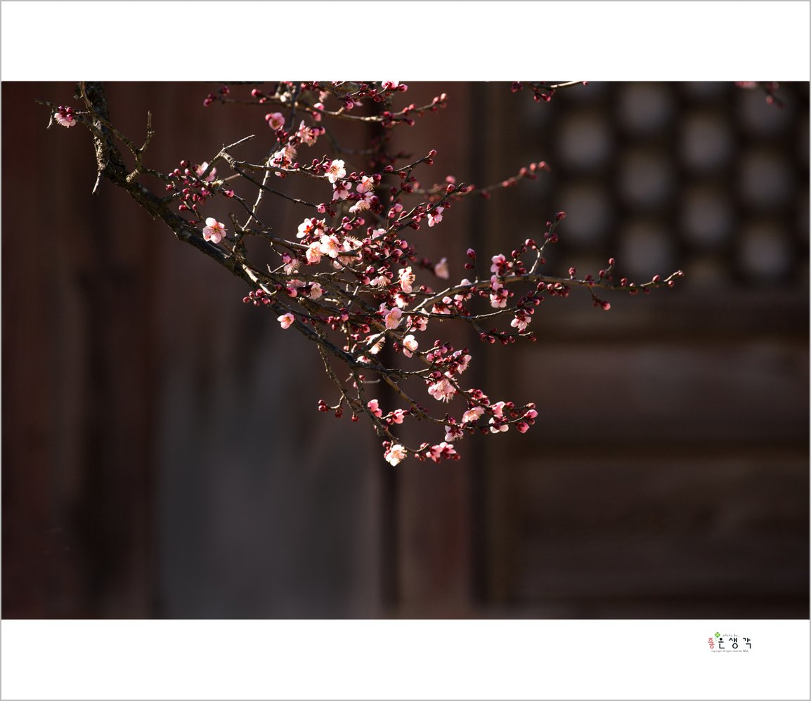 DM8A5450-1.jpg : 봄 소식