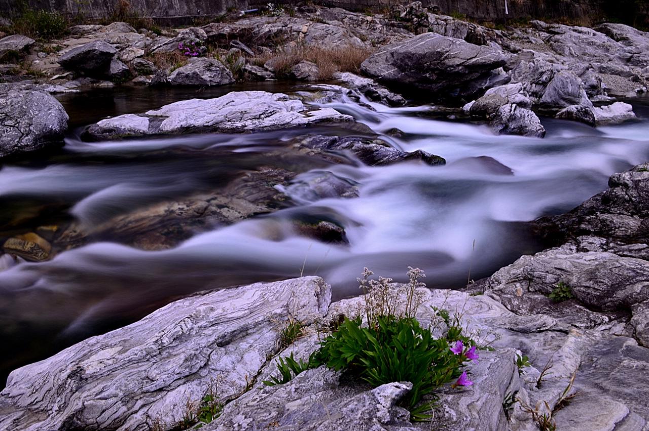 BandPhoto_5791725565.jpg : 돌단풍과 수달래의 봄