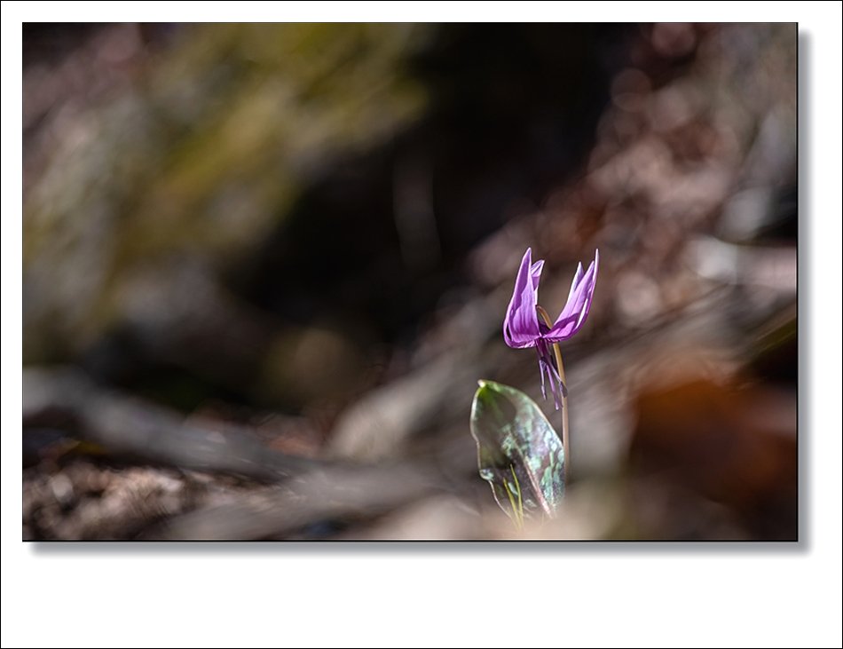 DSC_1348.jpg : 바람난 여인 : 얼레지
