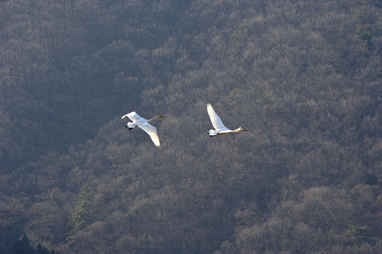 _DSC4889.jpg : 경안천