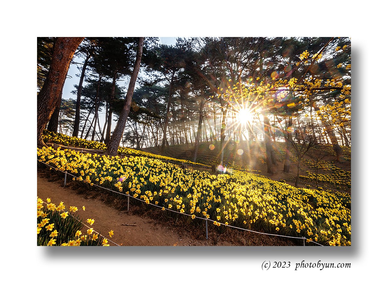 0P3A8913-편집.jpg : 목련과 수선화 0P3A8913-편집.jpg : 목련과 수선화