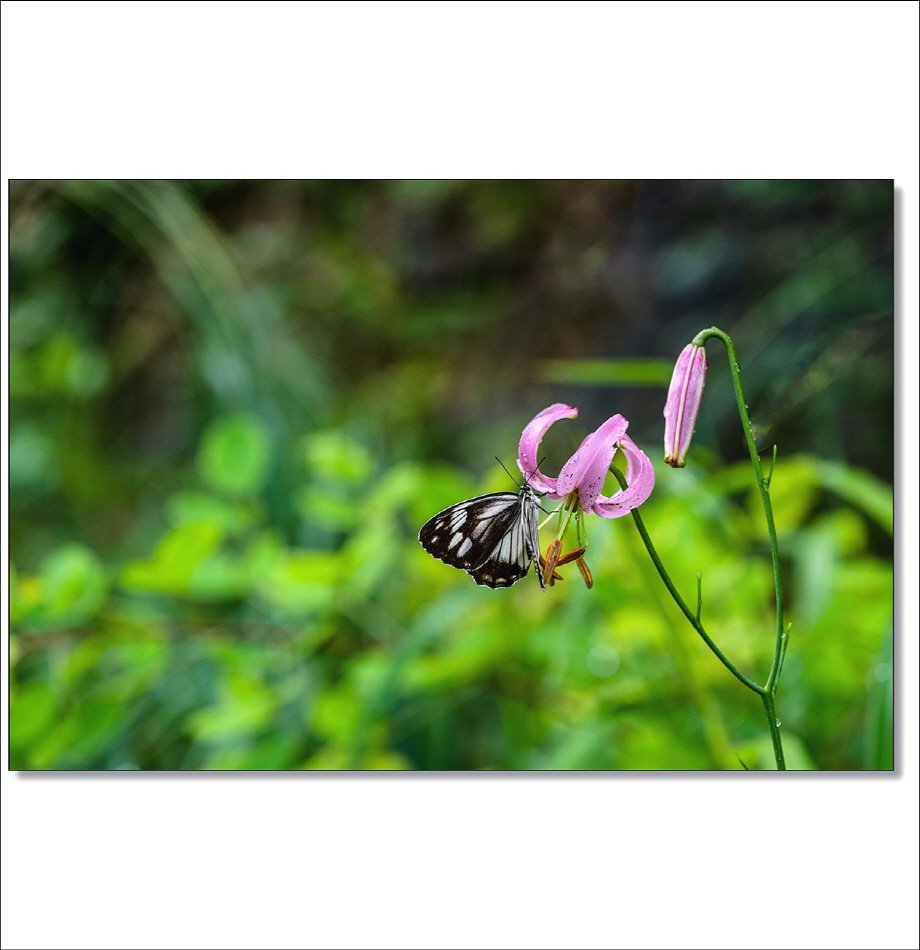 [R]DSC_6174.jpg : 야생화 : 솔나리