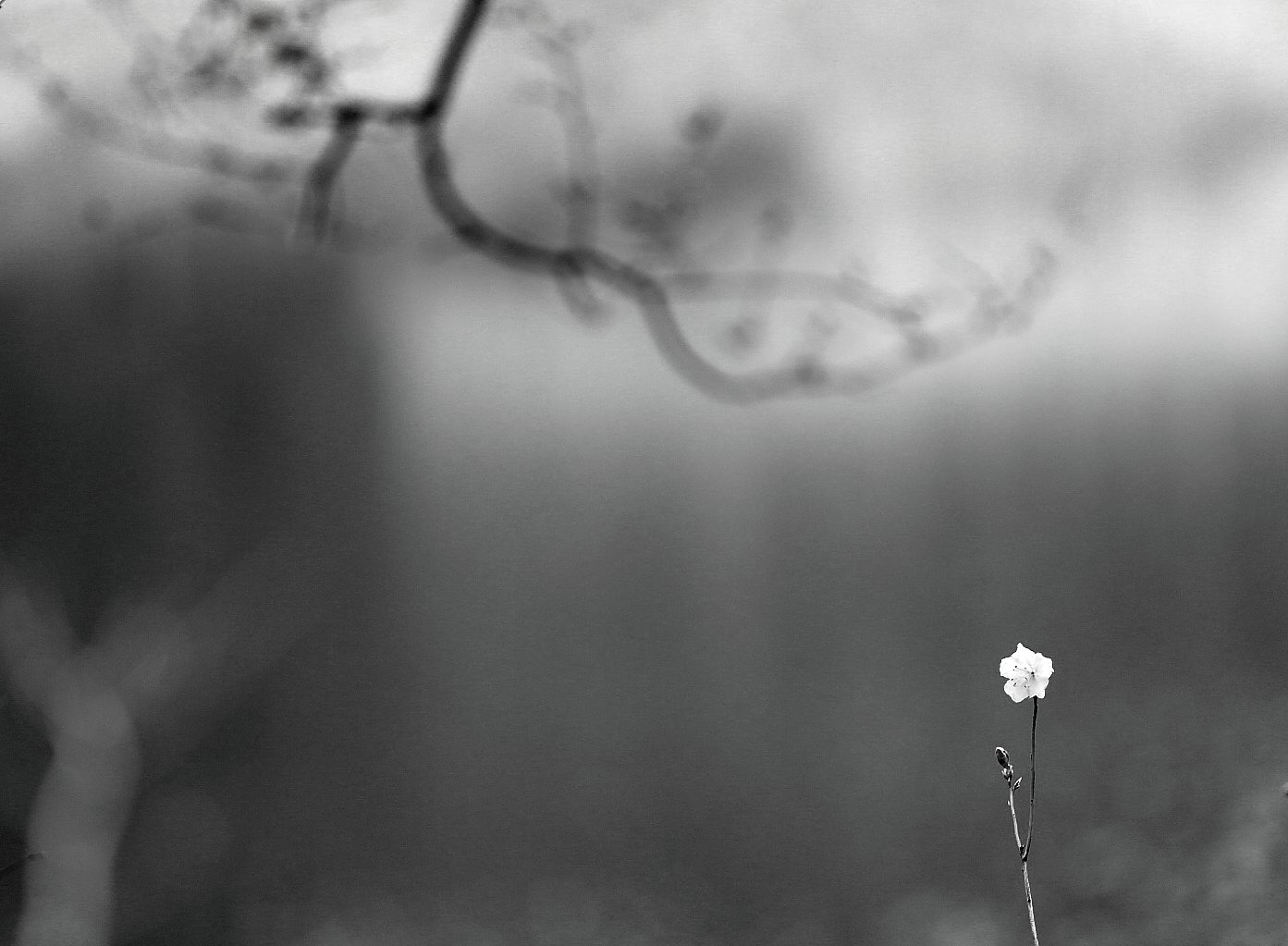 8U8A4014.JPG : 나 보기가 역겨워 가실 때에는~광교산으로 가세요...