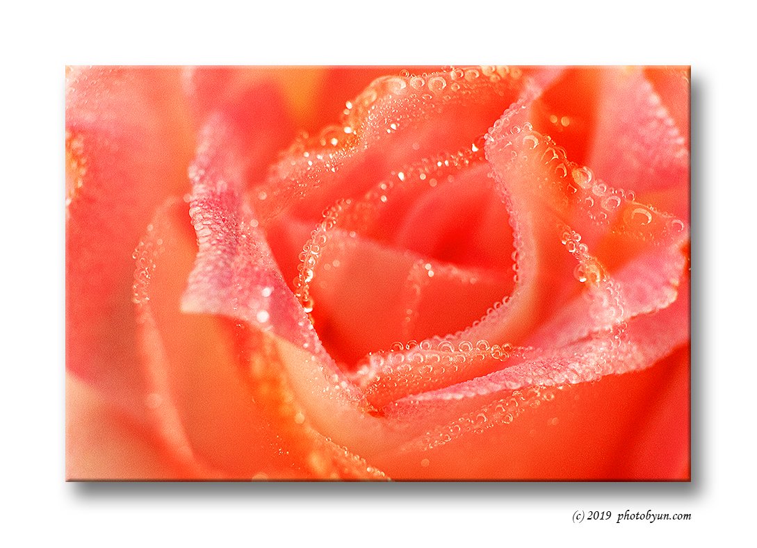 181A2588-편집.jpg : 장미