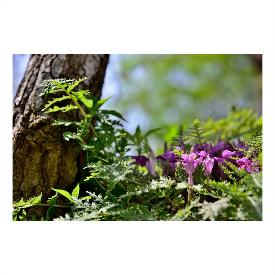 크기변환_DSC_7529.jpg : 애기송이풀