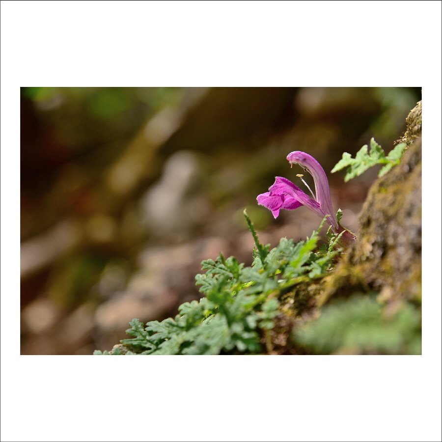 크기변환_DSC_7576.jpg : 애기송이풀