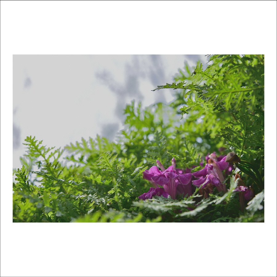 크기변환_DSC_7522.jpg : 애기송이풀