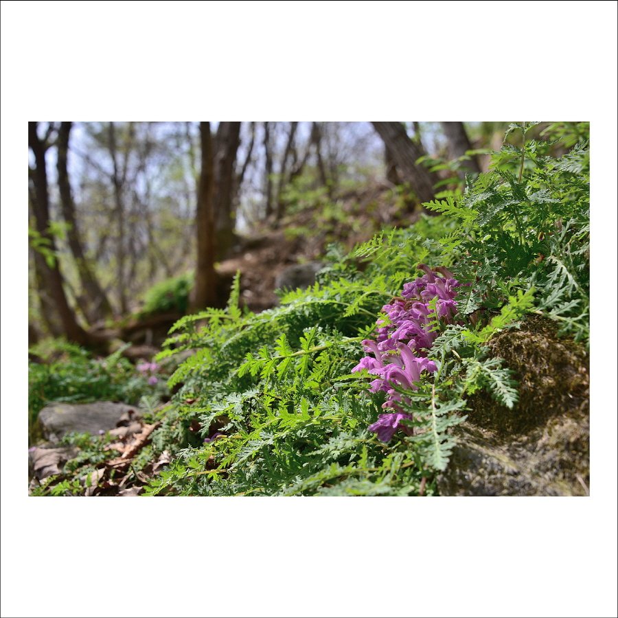 크기변환_DSC_7541.jpg : 애기송이풀