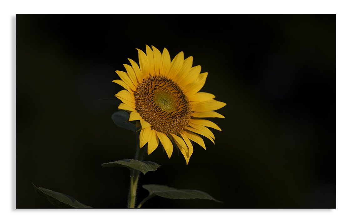 DSC_4793 @.jpg : 해바라기