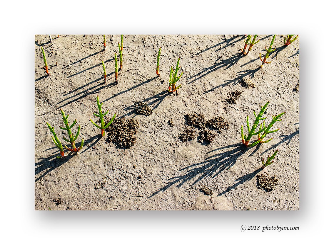 181A9359-편집.jpg : 함초