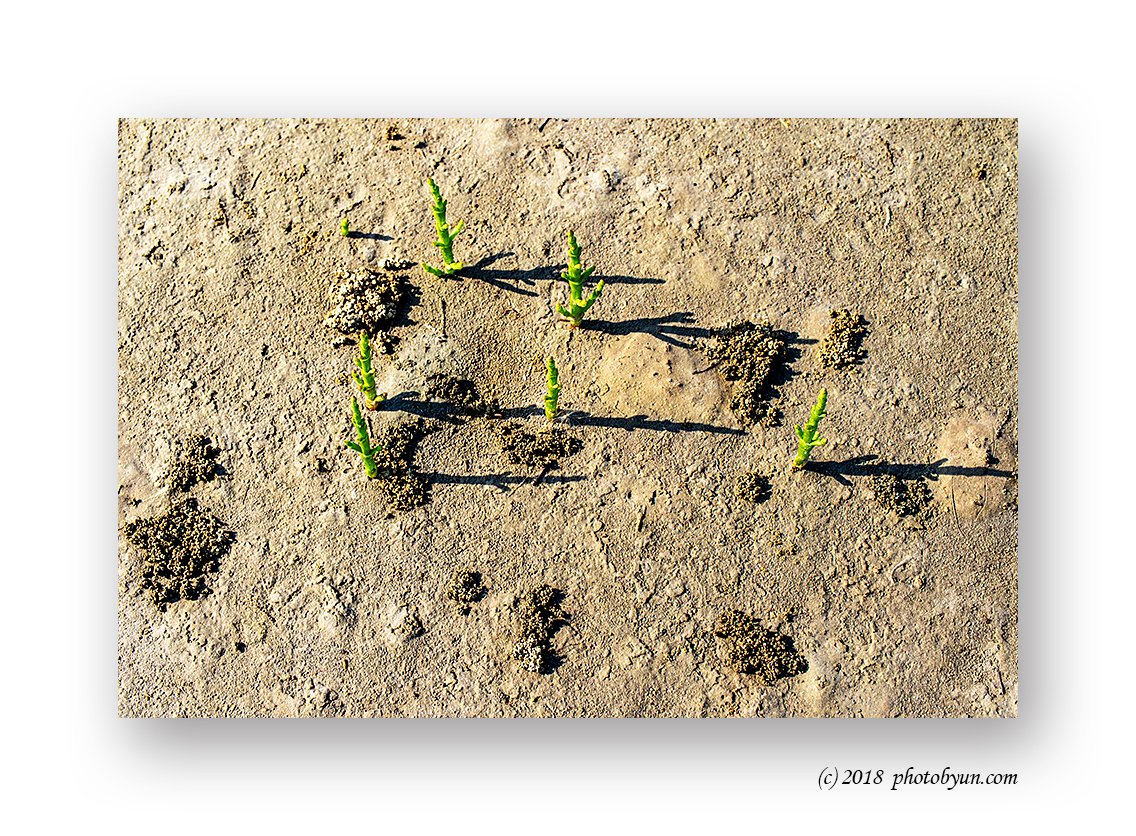 181A9365-편집.jpg : 함초