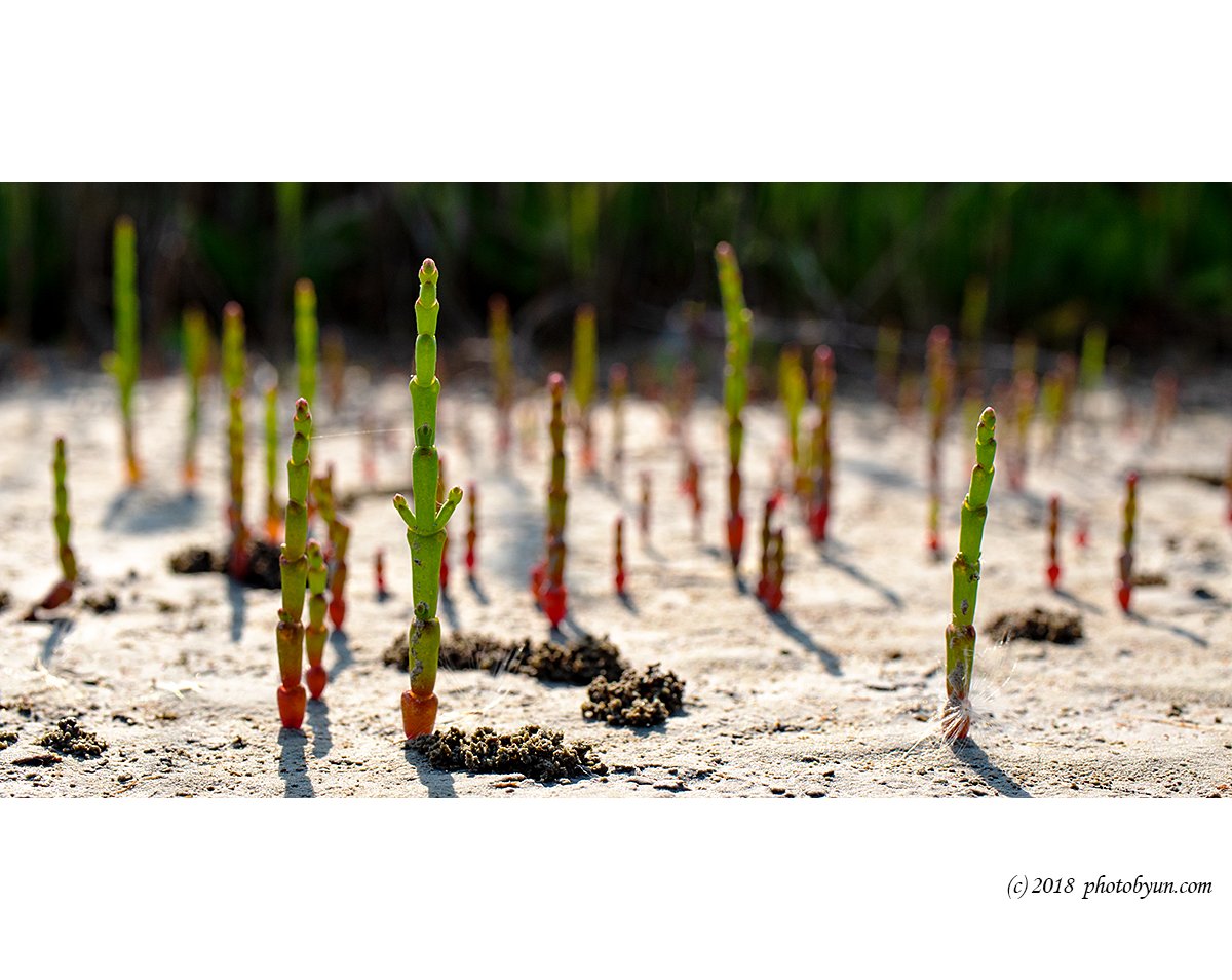 181A9375-편집.jpg : 함초