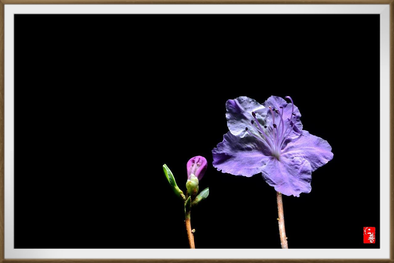 17-03-12-18-08-47-053_deco.jpg : 17년산 진달래