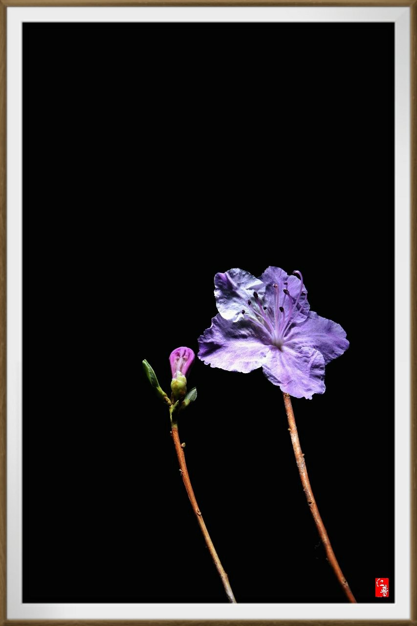 17-03-12-18-09-29-551_deco.jpg : 17년산 진달래