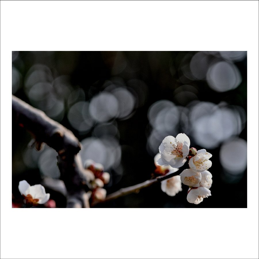 크기변환_DSC_2140.jpg : 매화향에 취하다 크기변환_DSC_2140.jpg : 매화향에 취하다