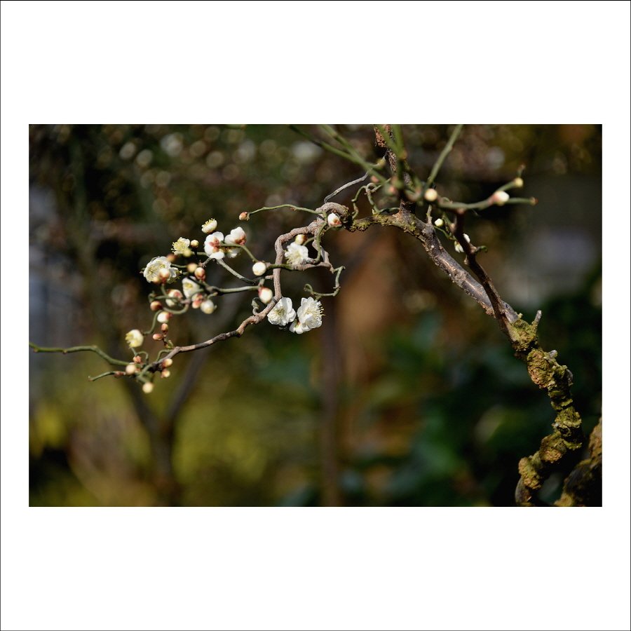 크기변환_DSC_2111.jpg : 매화향에 취하다 크기변환_DSC_2111.jpg : 매화향에 취하다