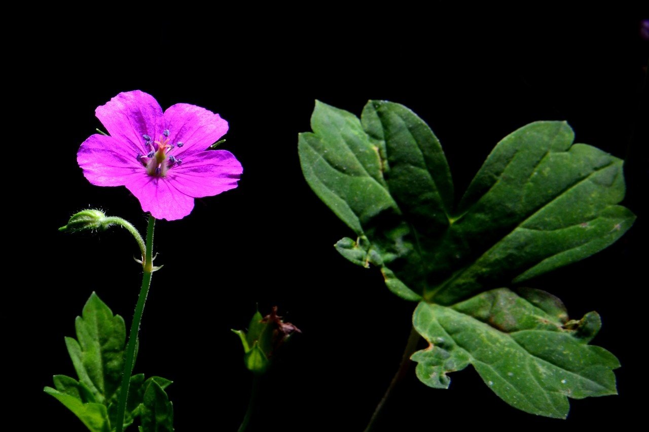 BandPhoto_10265584606-01.jpeg : 이질풀