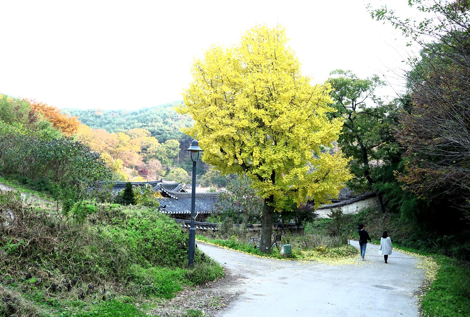 DSC07084.JPG : 지난 가을의 ......추억