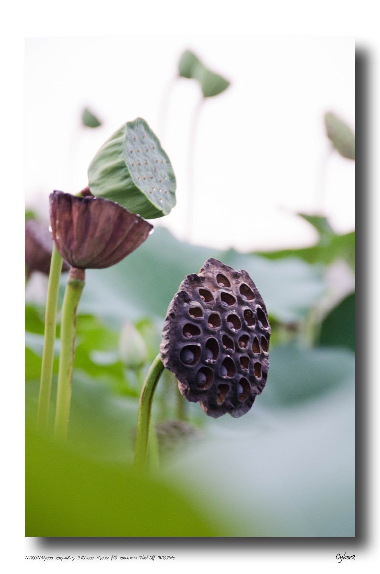 DSC_1543 copy.jpg : 마지막 연꽃