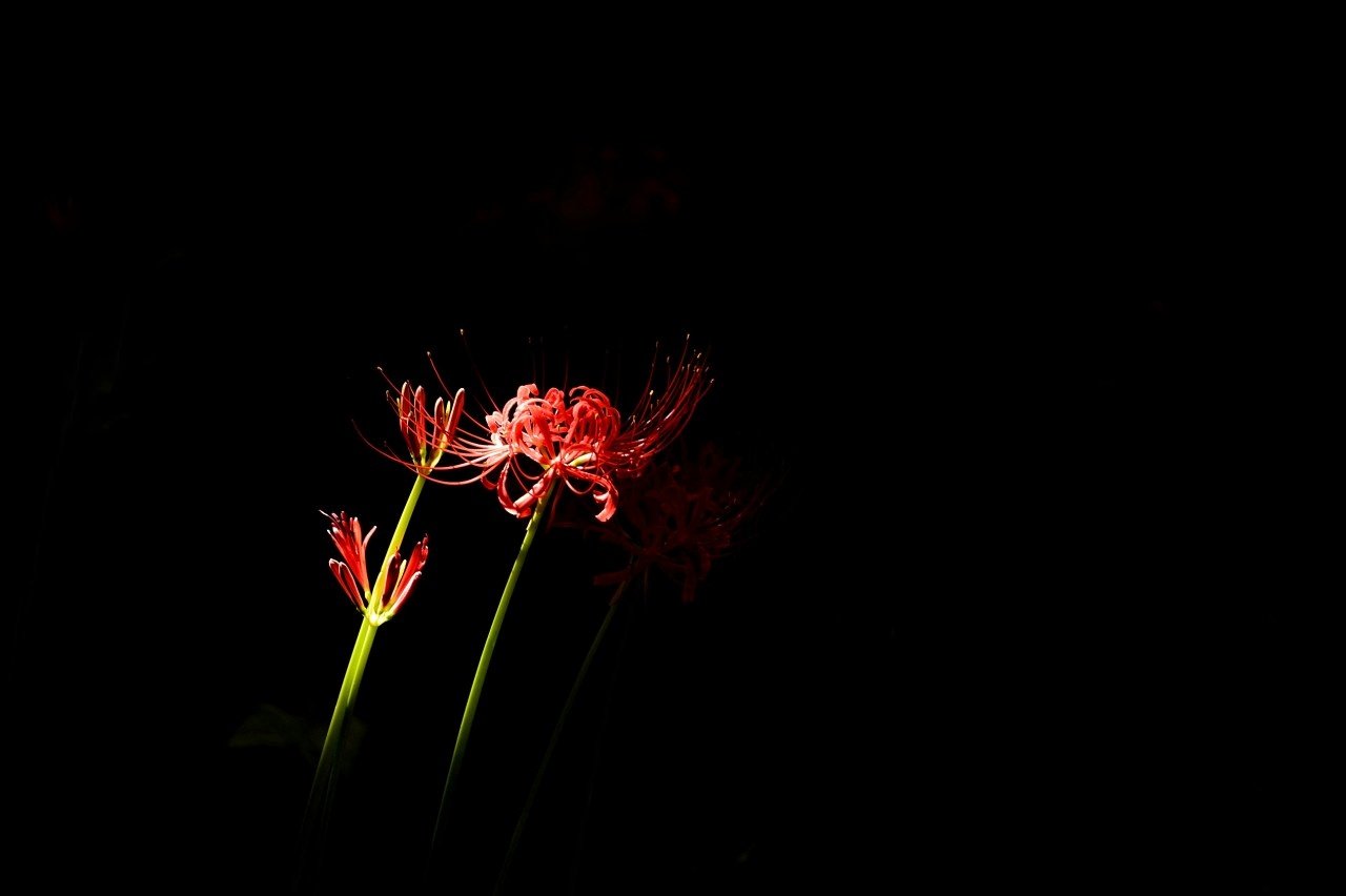 BandPhoto_10125860415-01.jpeg : 상사화&꽃무릇 BandPhoto_10125860415-01.jpeg : 상사화&꽃무릇