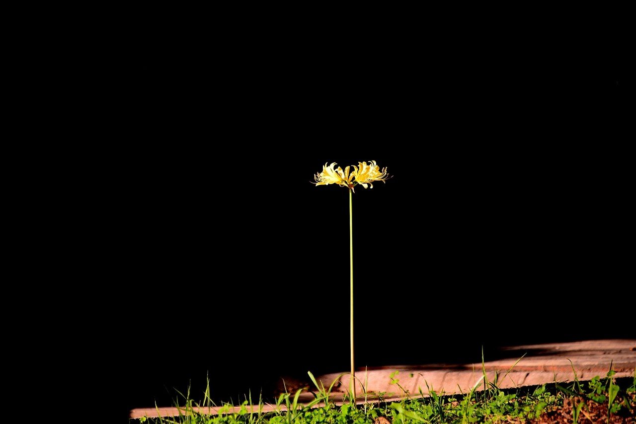 BandPhoto_10125860355-01.jpeg : 상사화&꽃무릇 BandPhoto_10125860355-01.jpeg : 상사화&꽃무릇