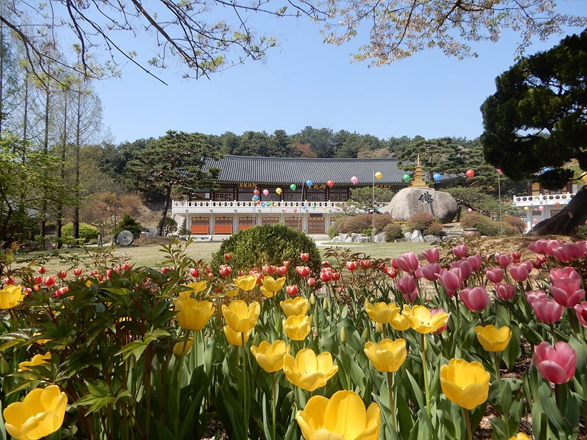 DSCN3681.jpg : 봉녕사 튜립