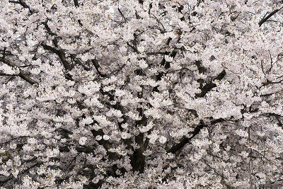 카카오스토리_2024_04_21 09_48_48.jpg : 철쭉