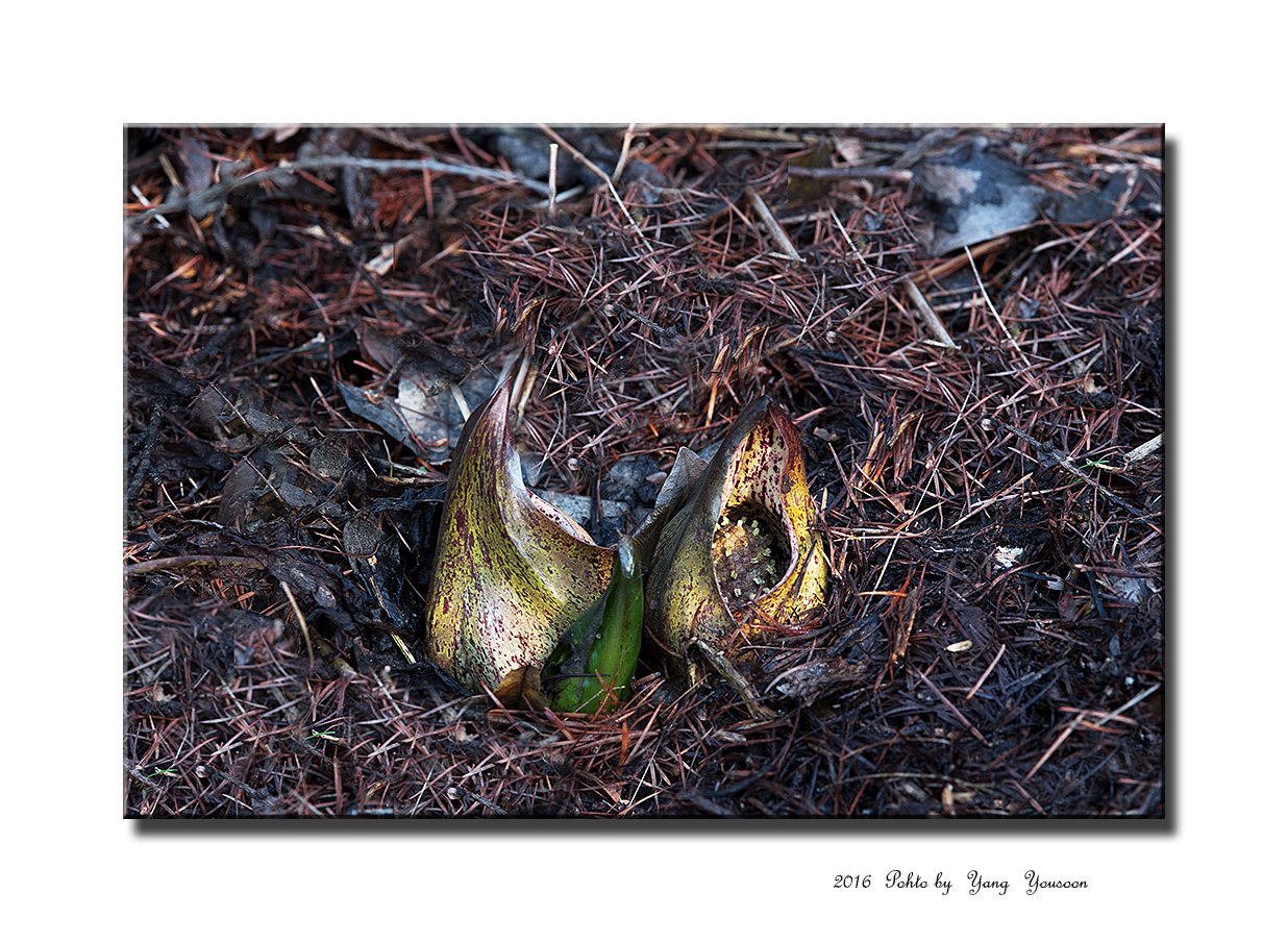 DSC_5591-1-r.jpg : 앉은부채