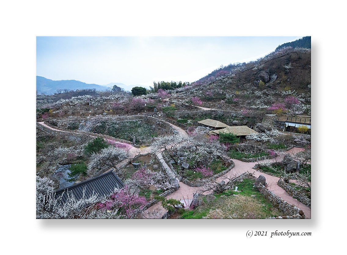 0P3A9892.jpg : 청매실농원