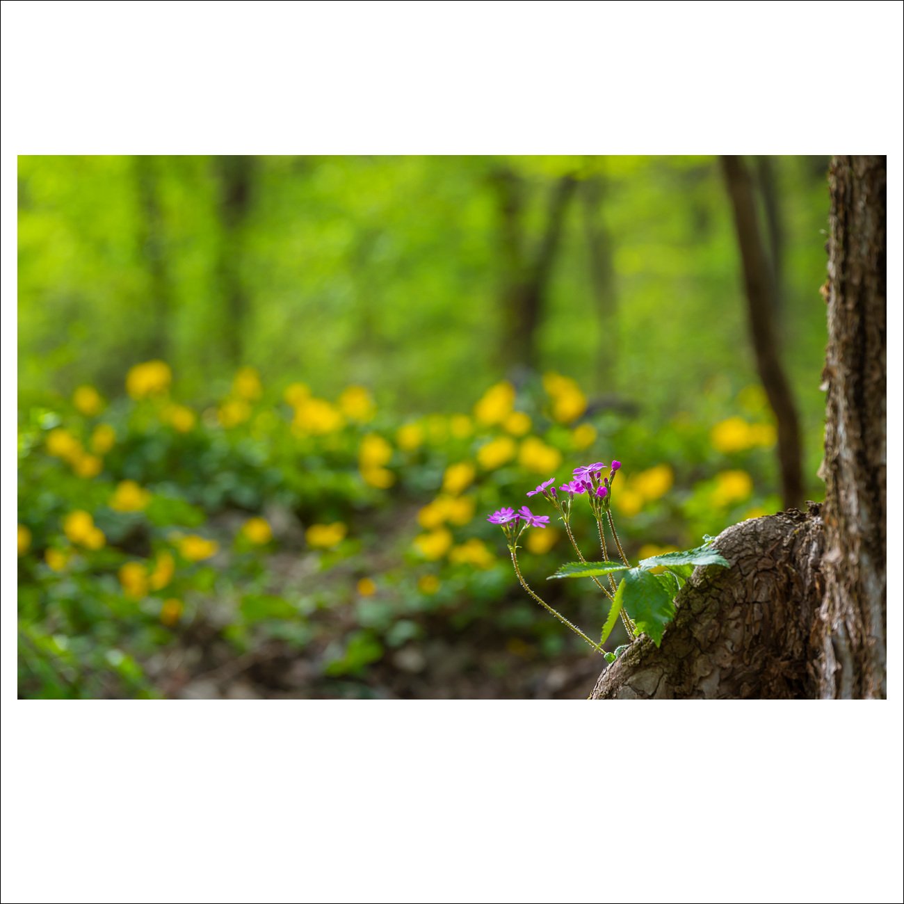 DSC_4001.jpg : 앵초와 피나물