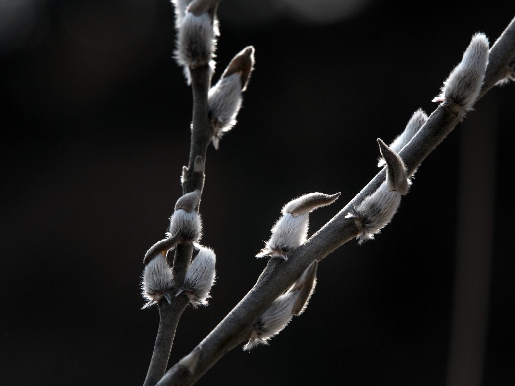 _K4A14171.JPG : 꼬깔콘