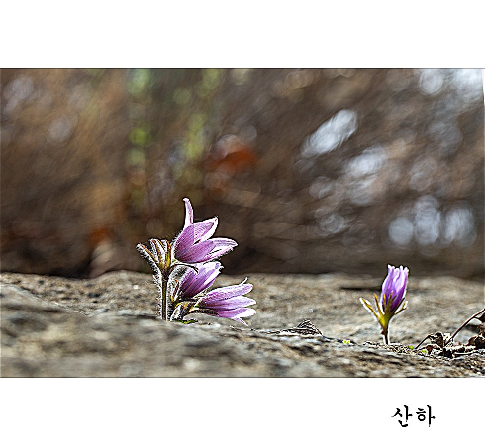 2M3A06972.jpg : 동강 할미꽃